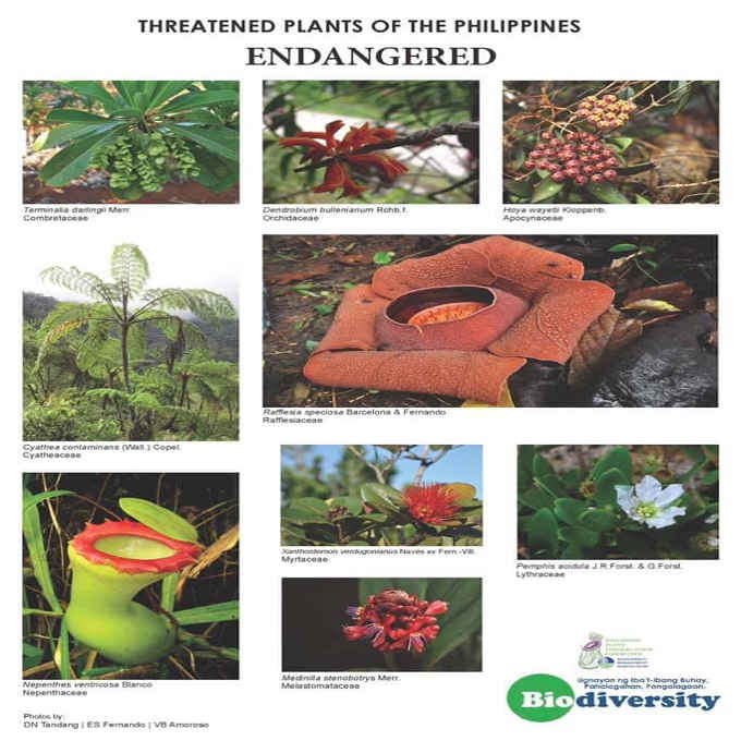 Endangered Plants In The Philippines - The Philippines Today